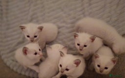 Ragamese cats for sale: Ragamese lilac kittens - Image 16