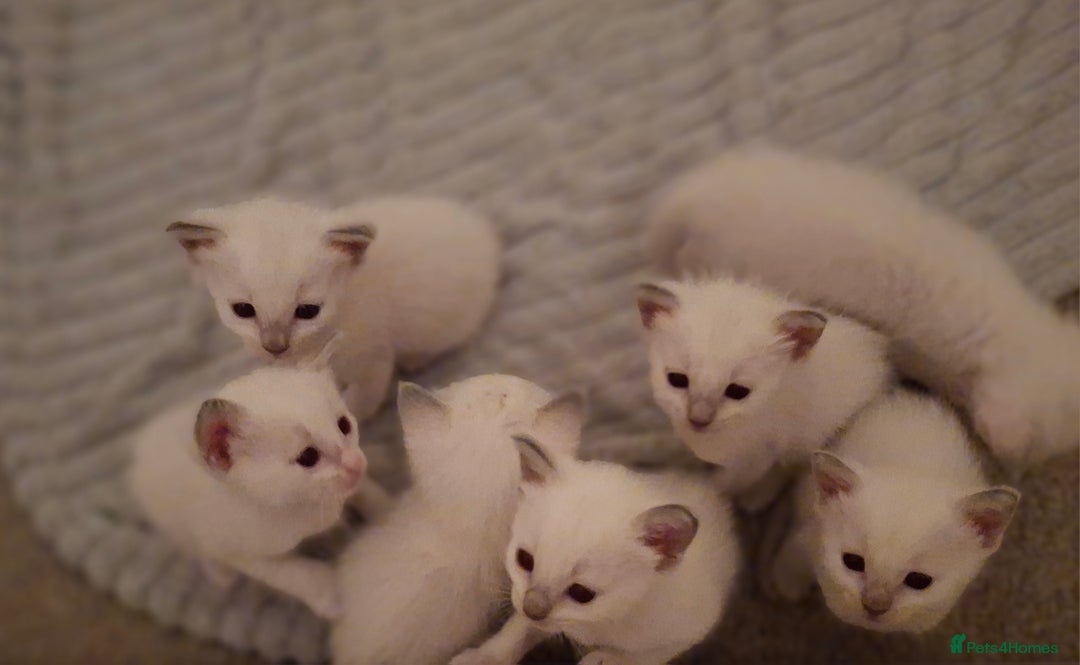 Ragamese cats for sale: Ragamese lilac kittens - Image 16