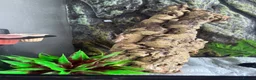 Gecko reptiles for sale: Crested gecko with setup  in Reading - Advert 3