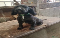 Sprocker dogs for sale: 8 gorgeous Sprocker puppies  - Image 3