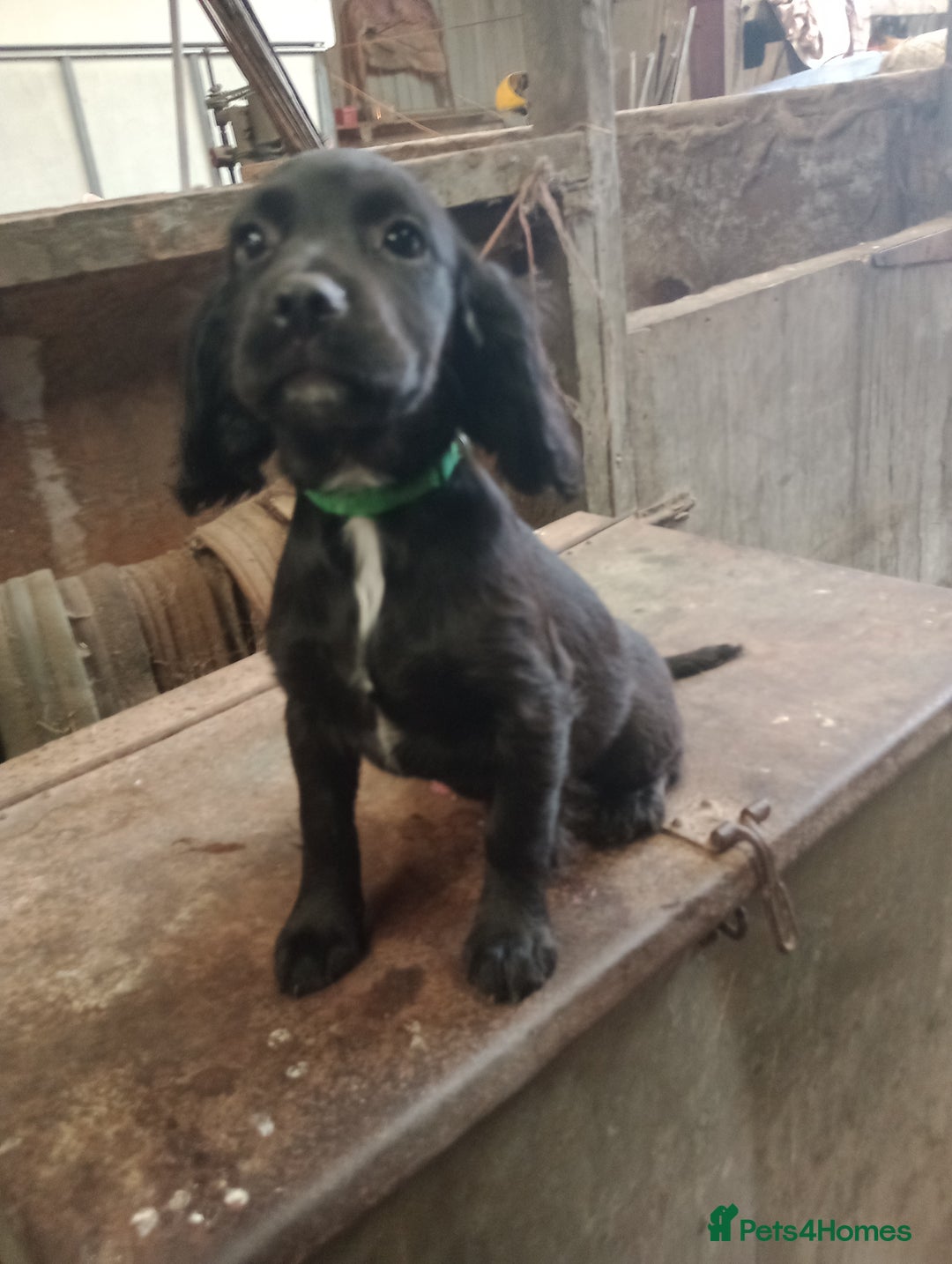 Sprocker dogs for sale: 8 gorgeous Sprocker puppies  - Image 3