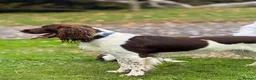 English Springer Spaniel dogs for stud: Exceptional English Springer Spaniel for stud. - Advert 4