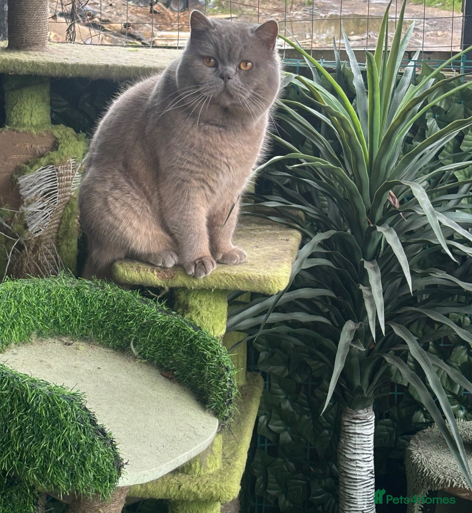 British Longhair cats for sale: British long haired blue girls  - Advert 15