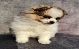 Pomeranian dogs for sale: 🌟Sweet Pomeranian Puppy Ready for a Loving Home🌟 - Image 4