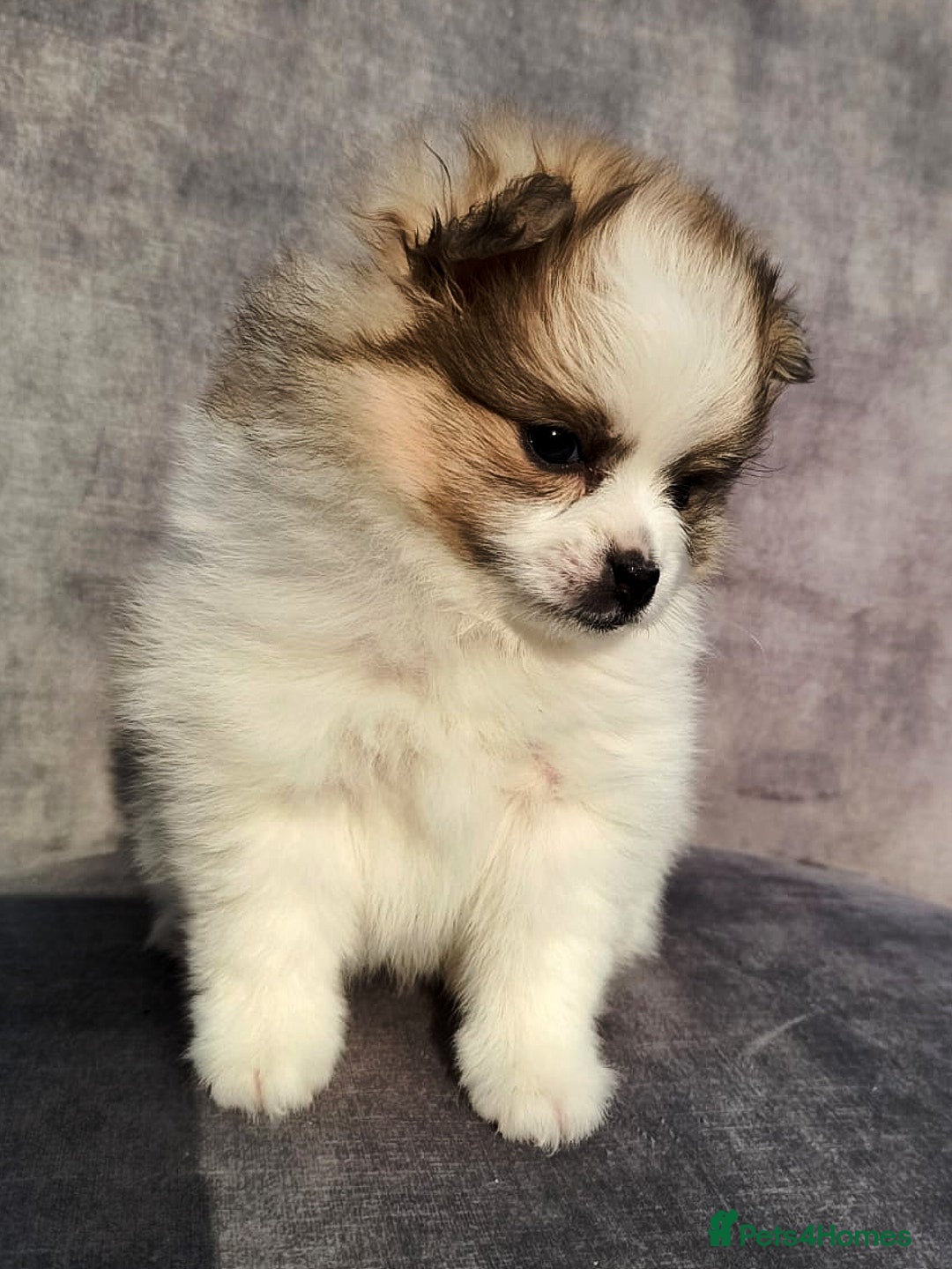 Pomeranian dogs for sale: 🌟Sweet Pomeranian Puppy Ready for a Loving Home🌟 - Image 4