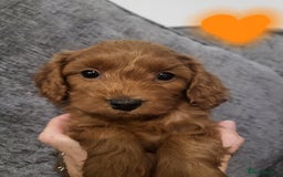 Cavapoo dogs for sale: F1bb cavapoo's  - Image 3