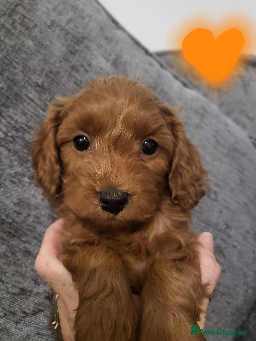 Cavapoo dogs for sale: F1bb cavapoo's  - Image 3