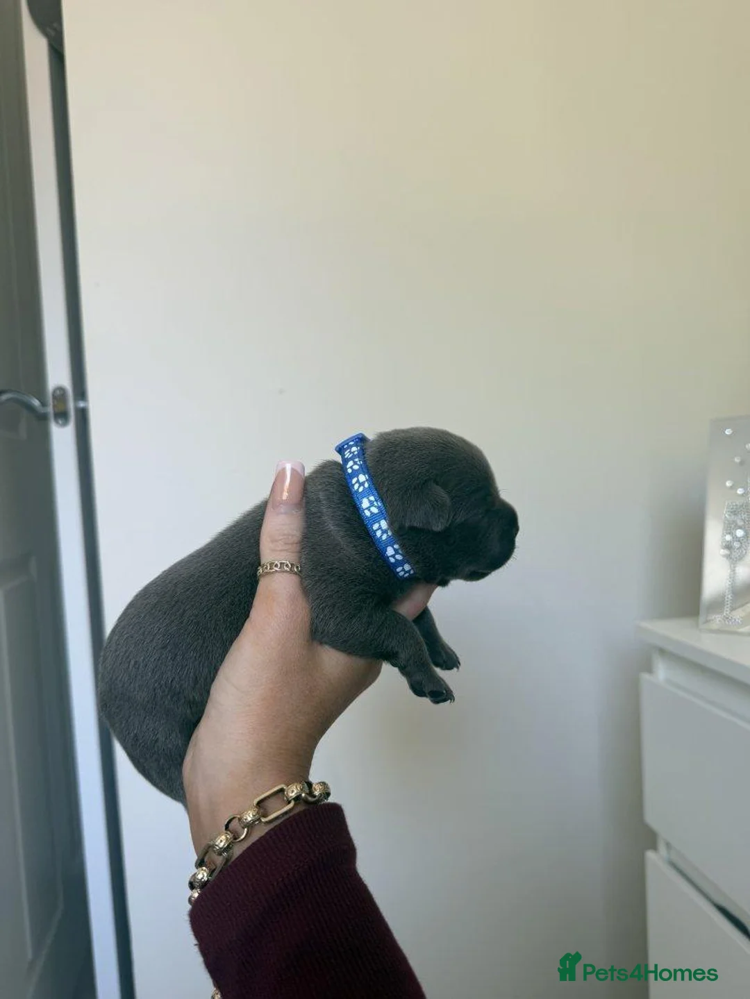Staffordshire Bull Terrier dogs for sale: Beautiful Staffordshire puppies  in Manchester - Advert 7