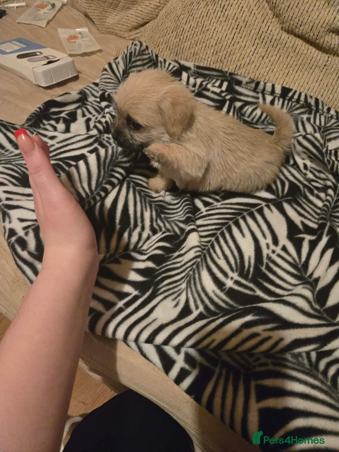 Mixed Breed dogs for sale: Cavachon x jug pups for sale ready now  - Advert 3