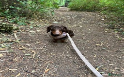 Miniature Dachshund dogs for sale: 2 year old (tomorrow) miniature dachshund - Image 2