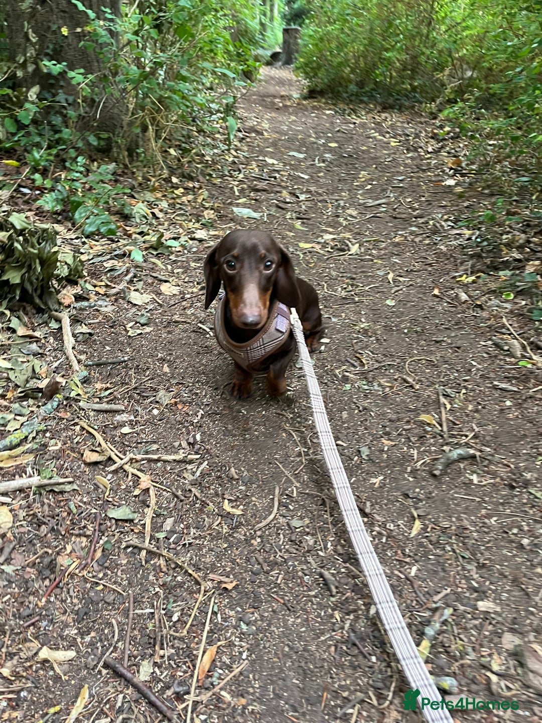 Miniature Dachshund dogs for sale: 2 year old (tomorrow) miniature dachshund - Image 2