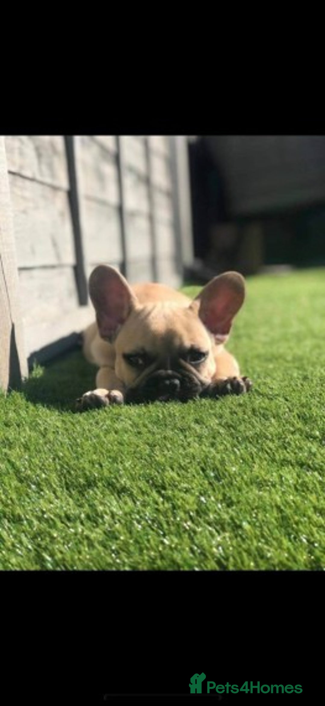 French Bulldog dogs for stud: Latte male proven stud in Harpenden - Image 15