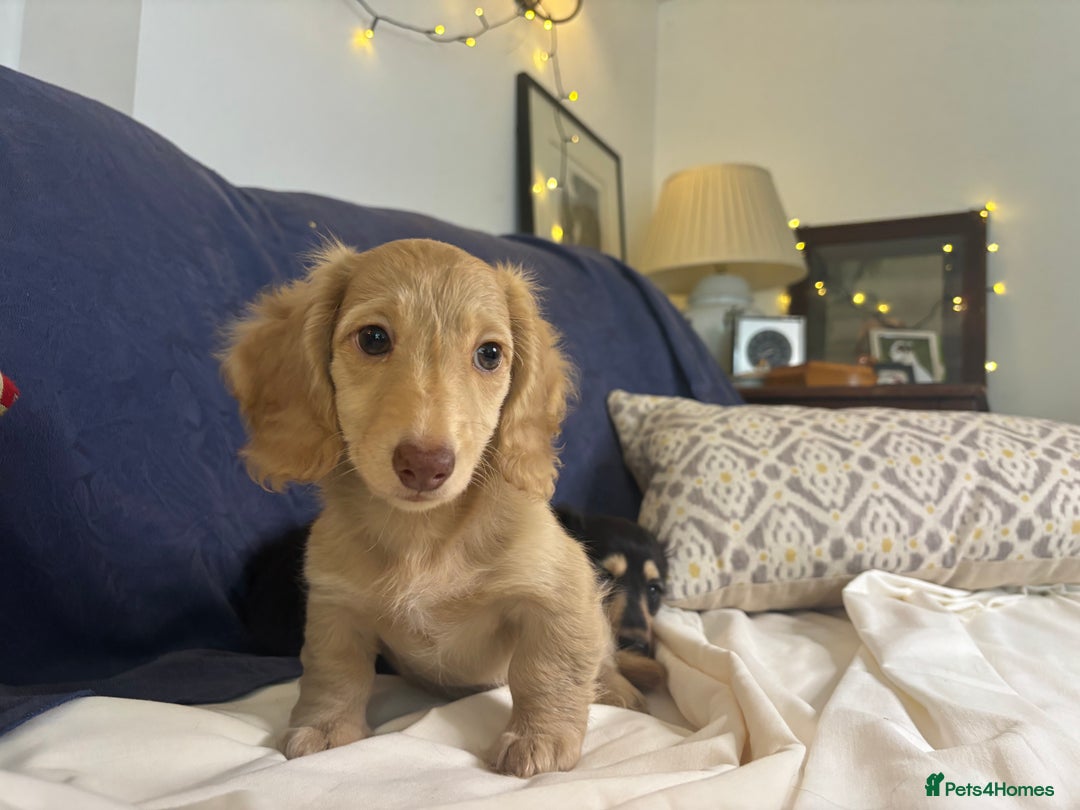 Miniature Dachshund dogs for sale: Miniature long haired cream dachshund. KC reg/PRA - Image 13