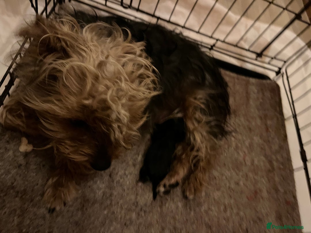 Yorkshire Terrier dogs for sale: Yorkshire terrier puppy’s  - Advert 6