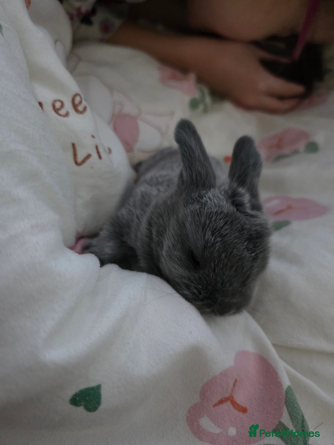 Mini Lop rabbits for sale: Mini loop  - Advert 7