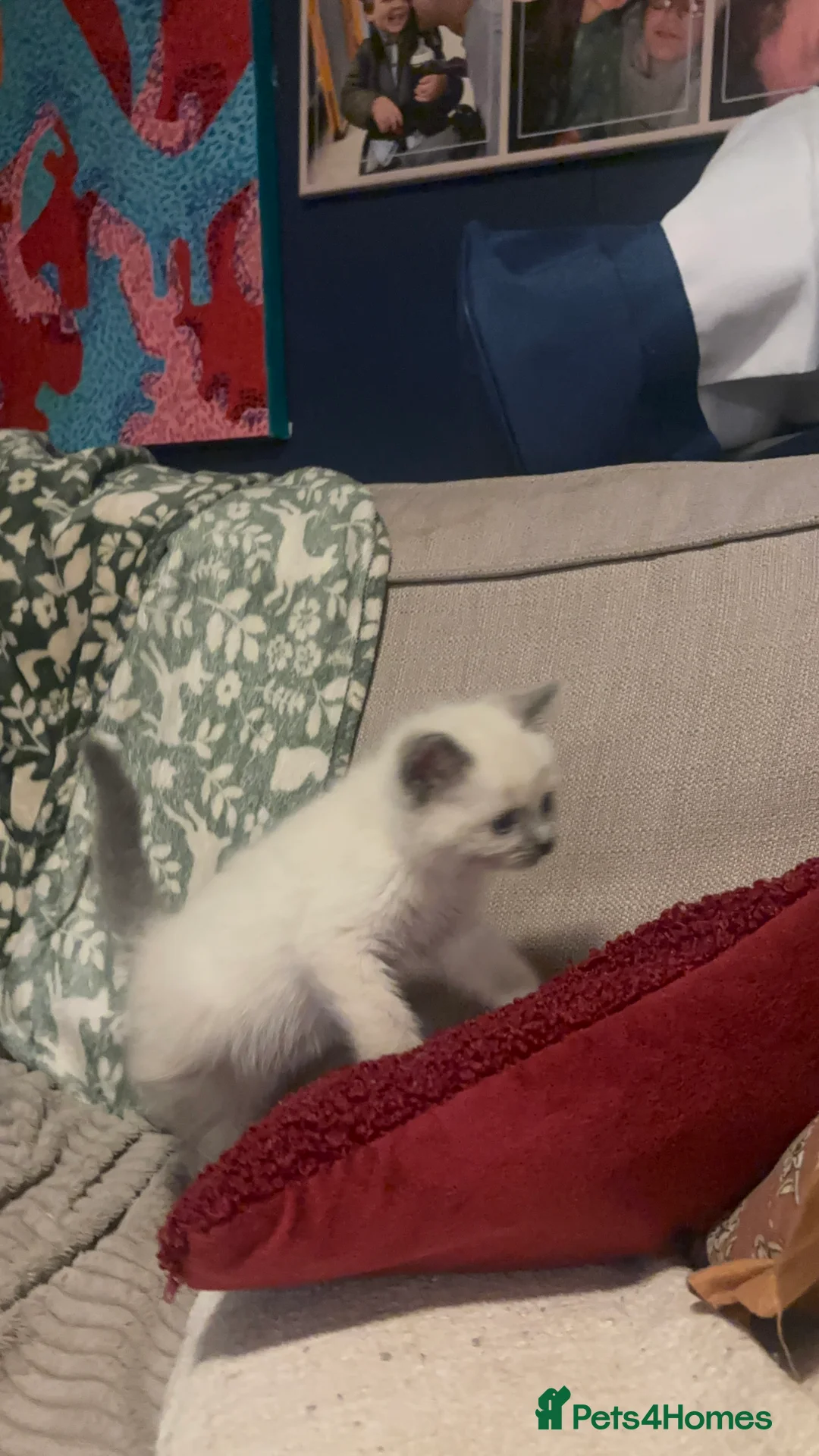 Ragdoll cats for sale: Cute ragdoll x silver tabby Angora - Advert 8