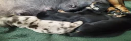 Miniature Dachshund dogs for sale: MINIATURE DACHSHUND! - Advert 13