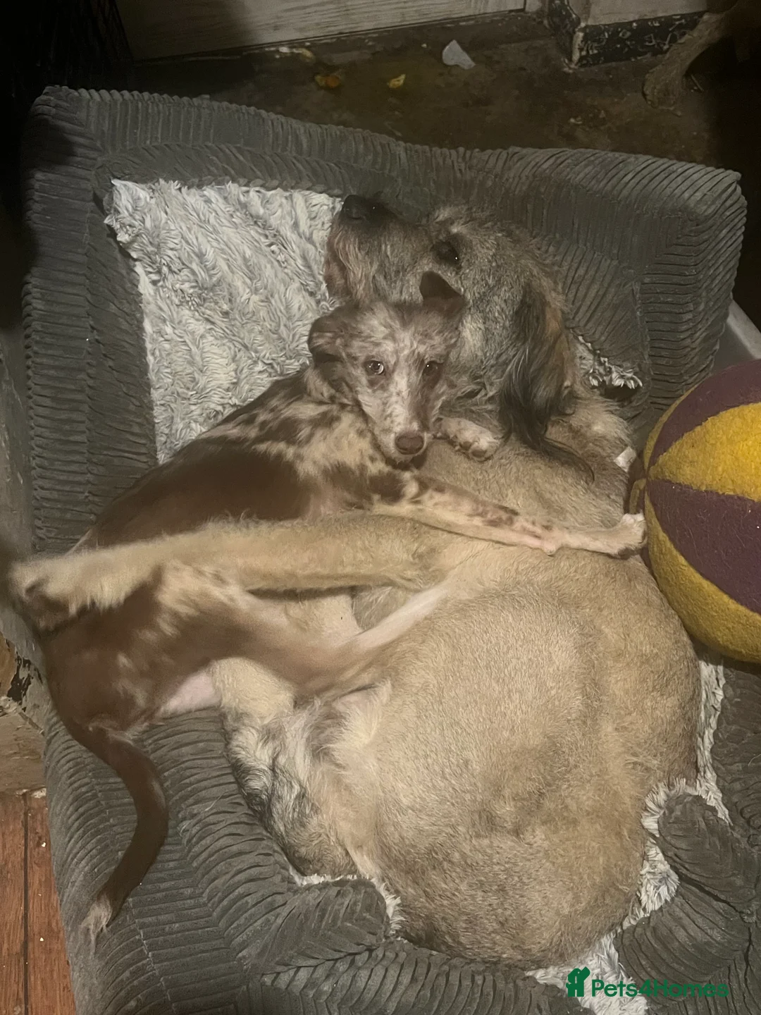 Mixed Breed dogs for sale: Whippet/ Bedlington cross for sale  - Advert 4