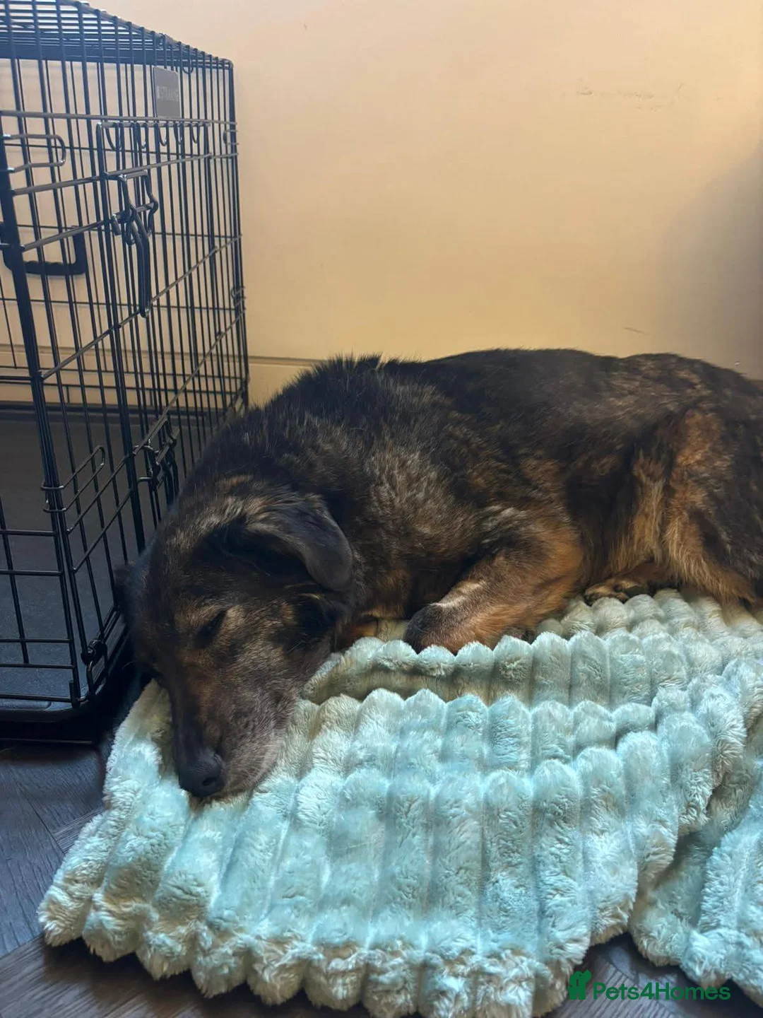 Mixed Breed dogs for adoption: Flower for adoption in London - Advert 2