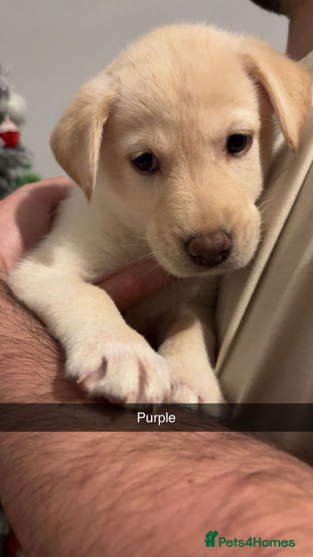 Mixed Breed dogs for sale: 8 gorgeous Huskador puppies for sale  - Advert 5