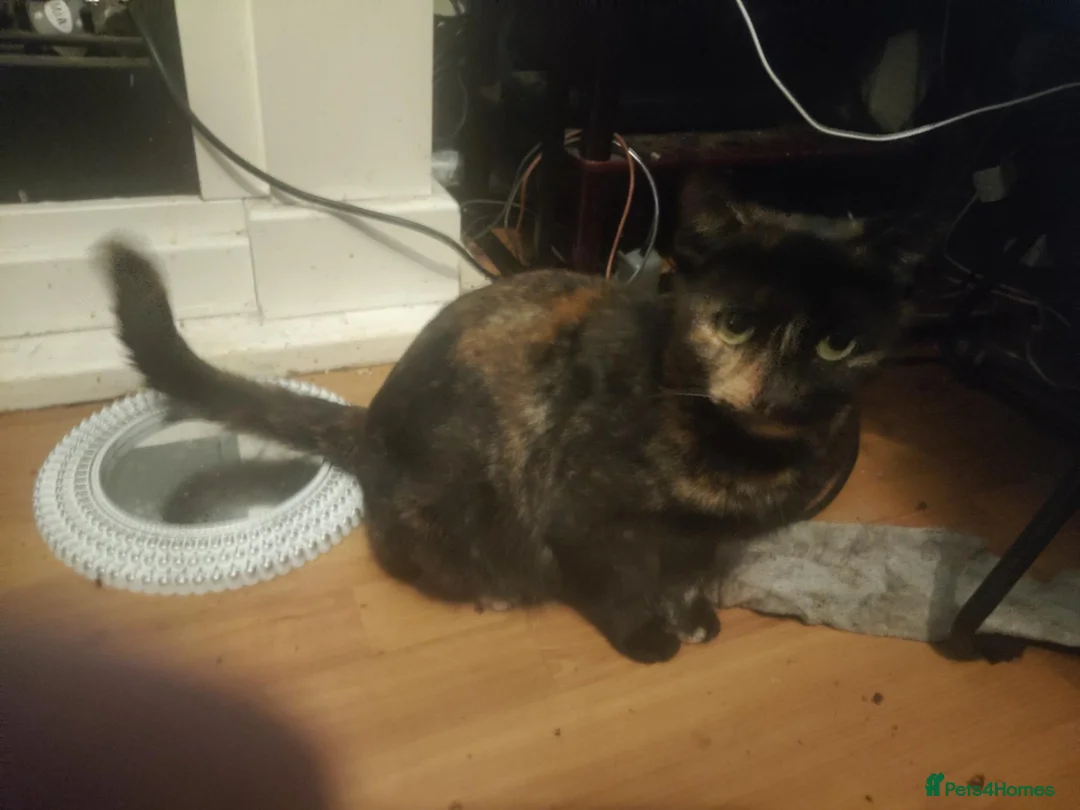Mixed Breed cats for sale: Adorable kittens - Advert 1
