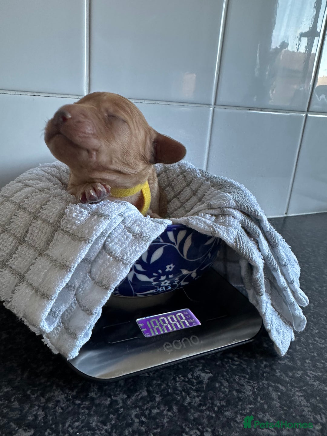 Cockapoo dogs for sale: Red & Apricot Cockapoo puppies  - Advert 30