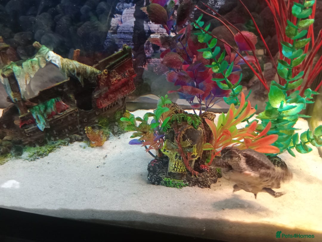 Turtle reptiles for sale: Musk turtle and full set up - Image 1