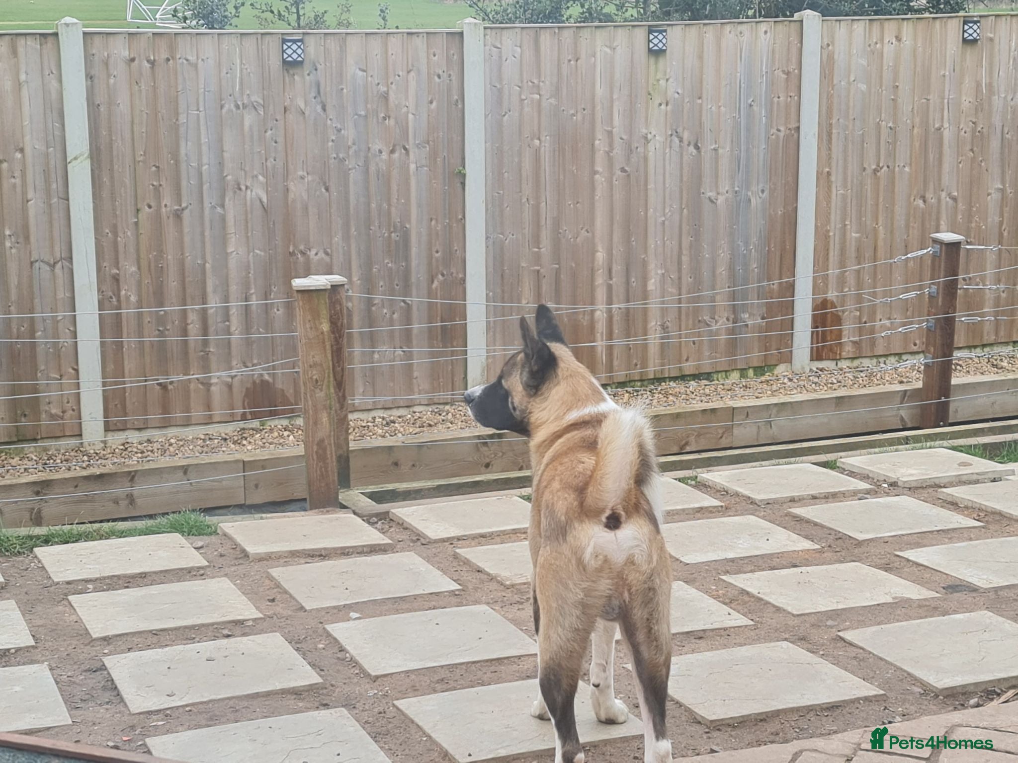 Mixed Breed dogs American Akita × American Staffy Puppies 🐾 - Advert 10