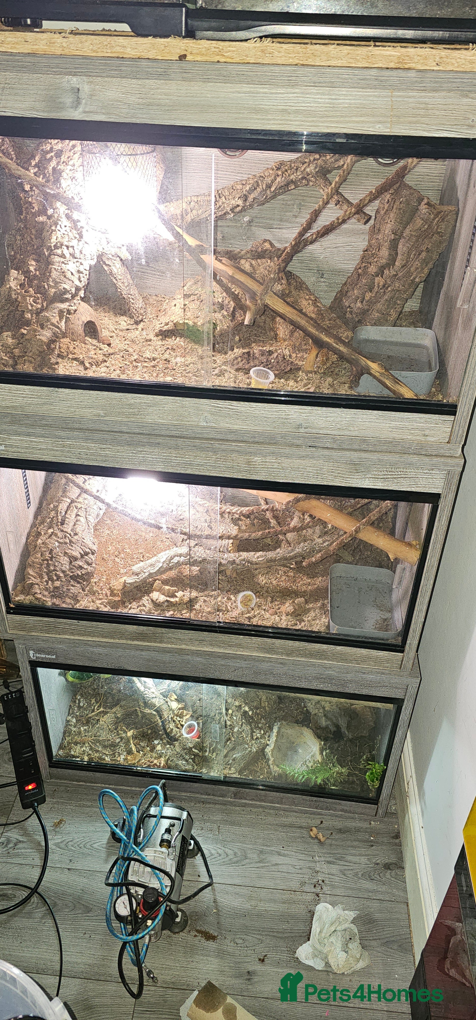 Mixed Breed reptiles  geckos  - Advert 16