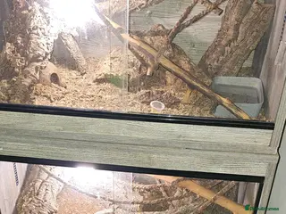 Mixed Breed reptiles geckos - Advert 16