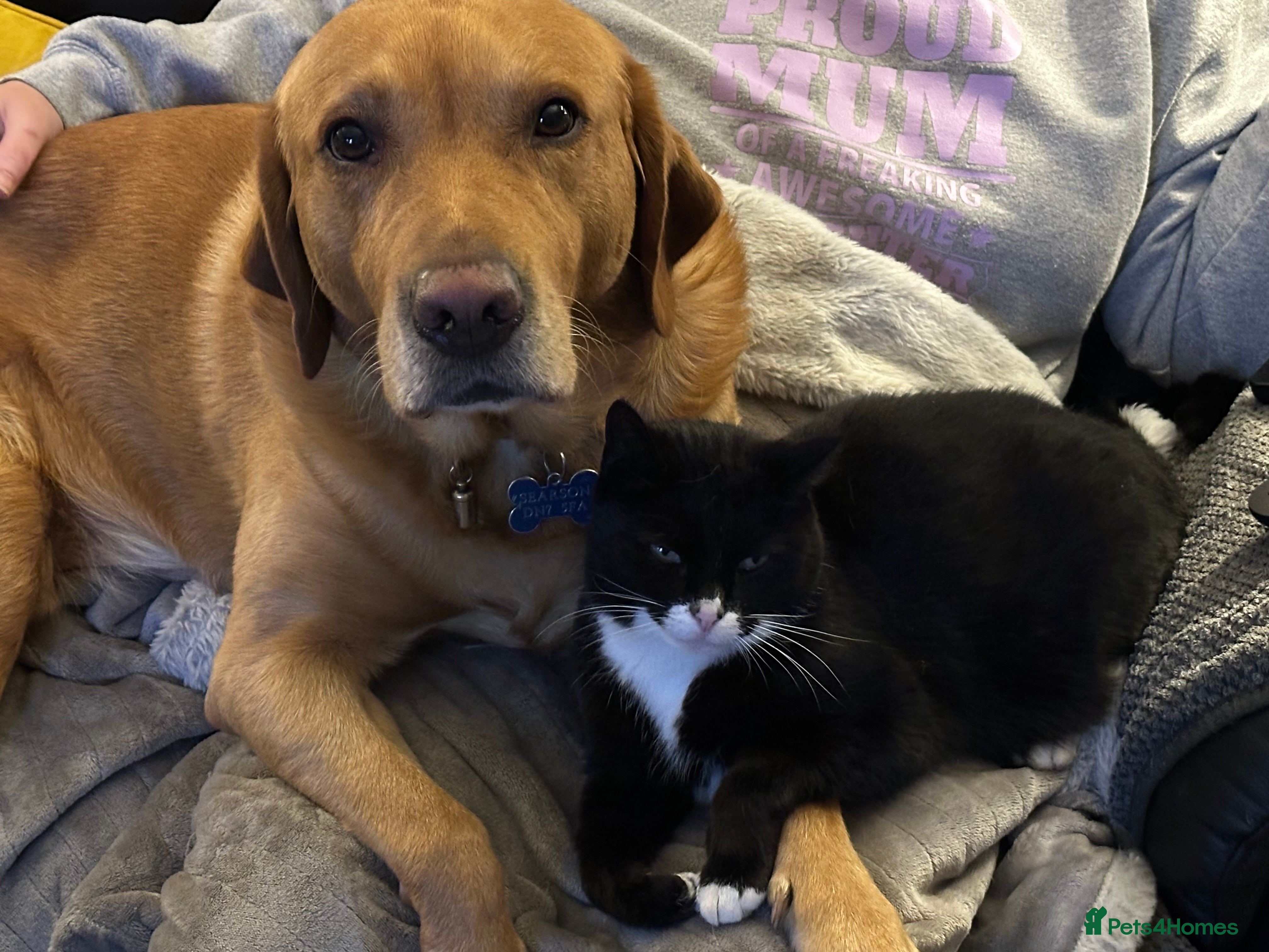 Labrador Retriever dogs Loving boy for Stud  - Advert 2