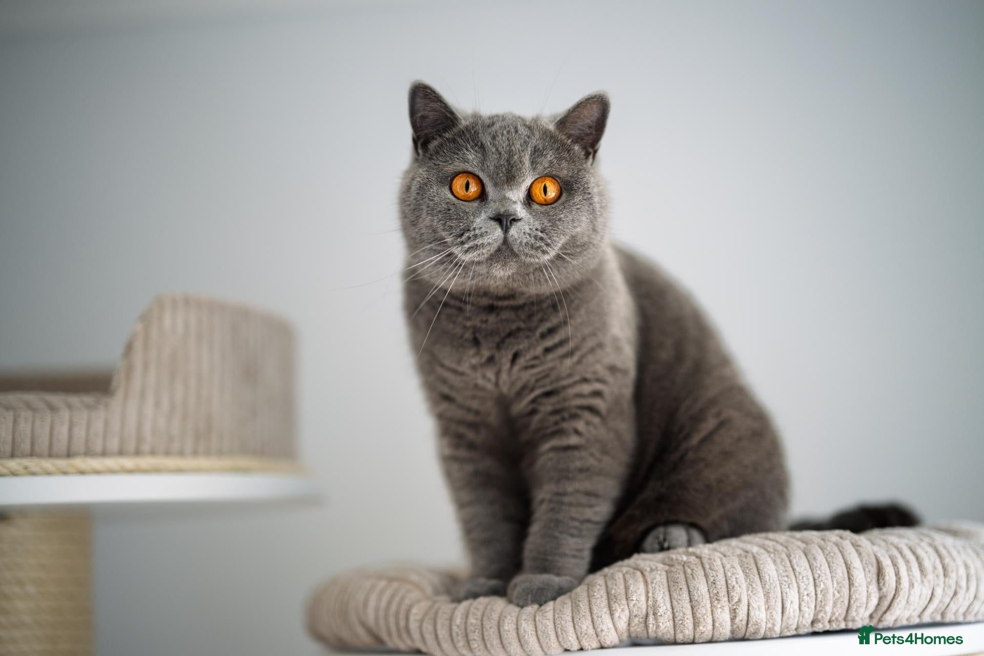 British Shorthair cats for sale: GCCF-registered kittens - Advert 3