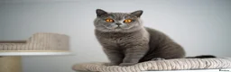 British Shorthair cats for sale: GCCF-registered kittens - Advert 1