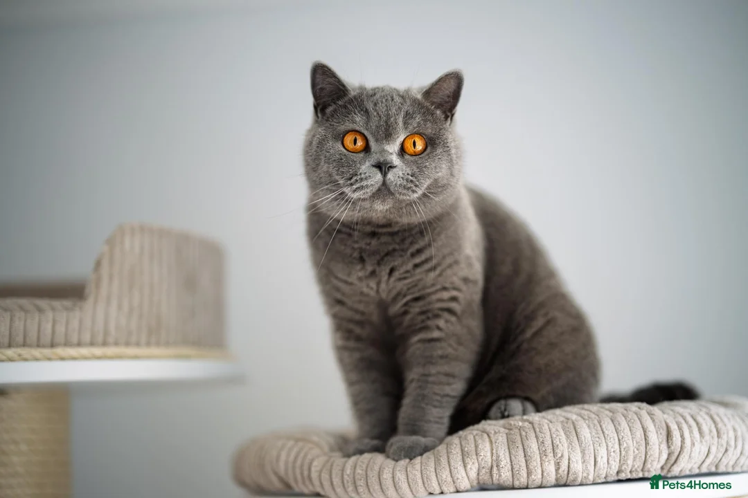 British Shorthair cats for sale: GCCF-registered kittens - Advert 1