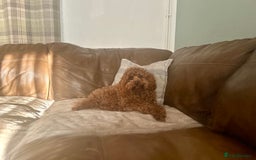 Toy Poodle dogs for stud: Kc health tested fox red Toy poodle for stud  - Image 19