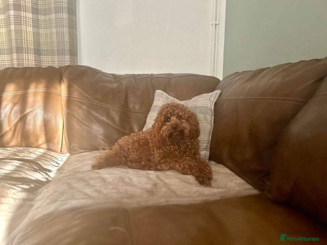 Toy Poodle dogs for stud: Kc health tested fox red Toy poodle for stud  - Image 19