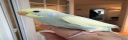 Budgerigars birds for sale: Baby Budgie, Beautiful Colour, Australian Budgie - Advert 2