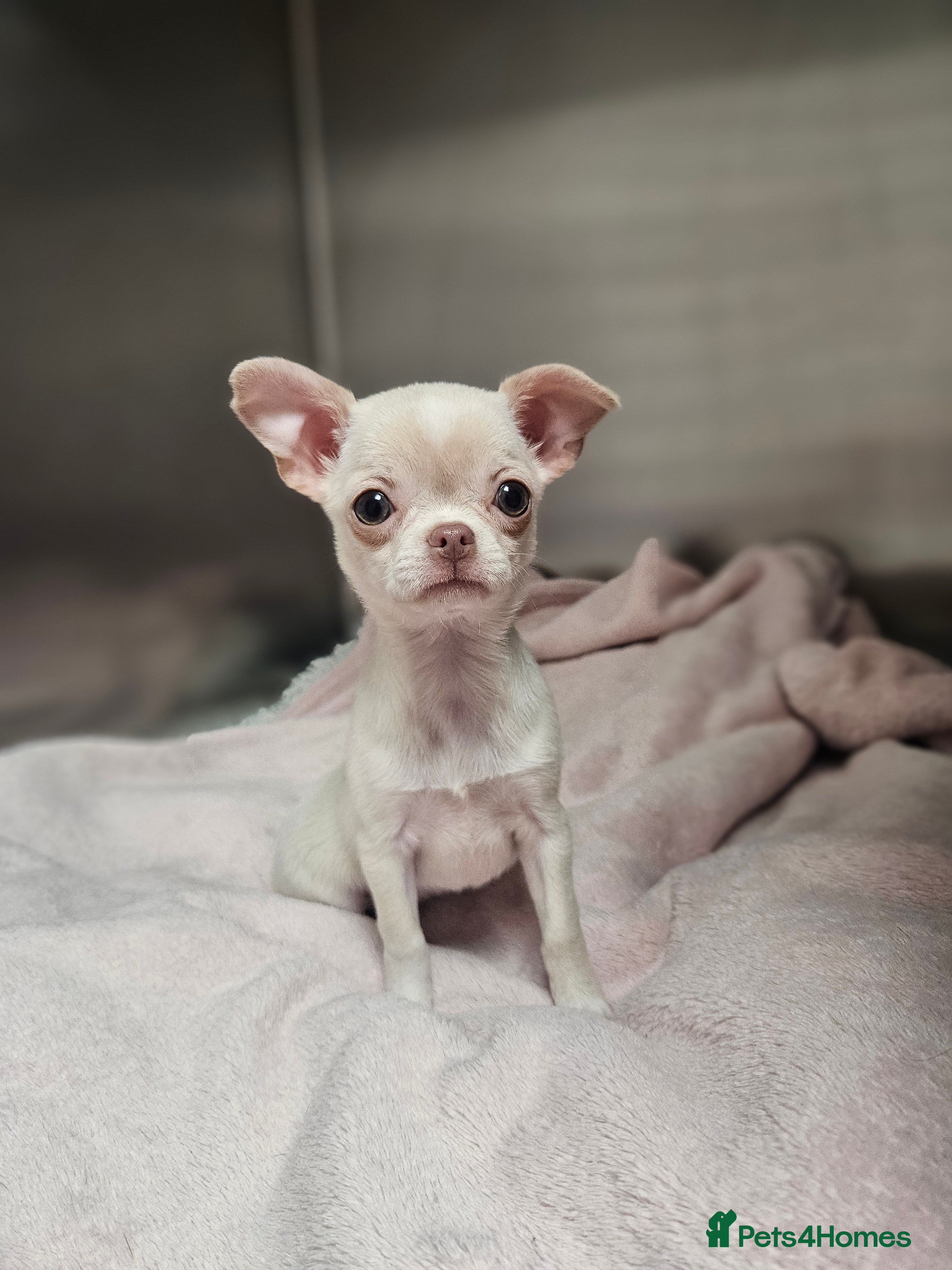 Chihuahua dogs Special Smoothcoat Chihuahua Girl - Advert 1