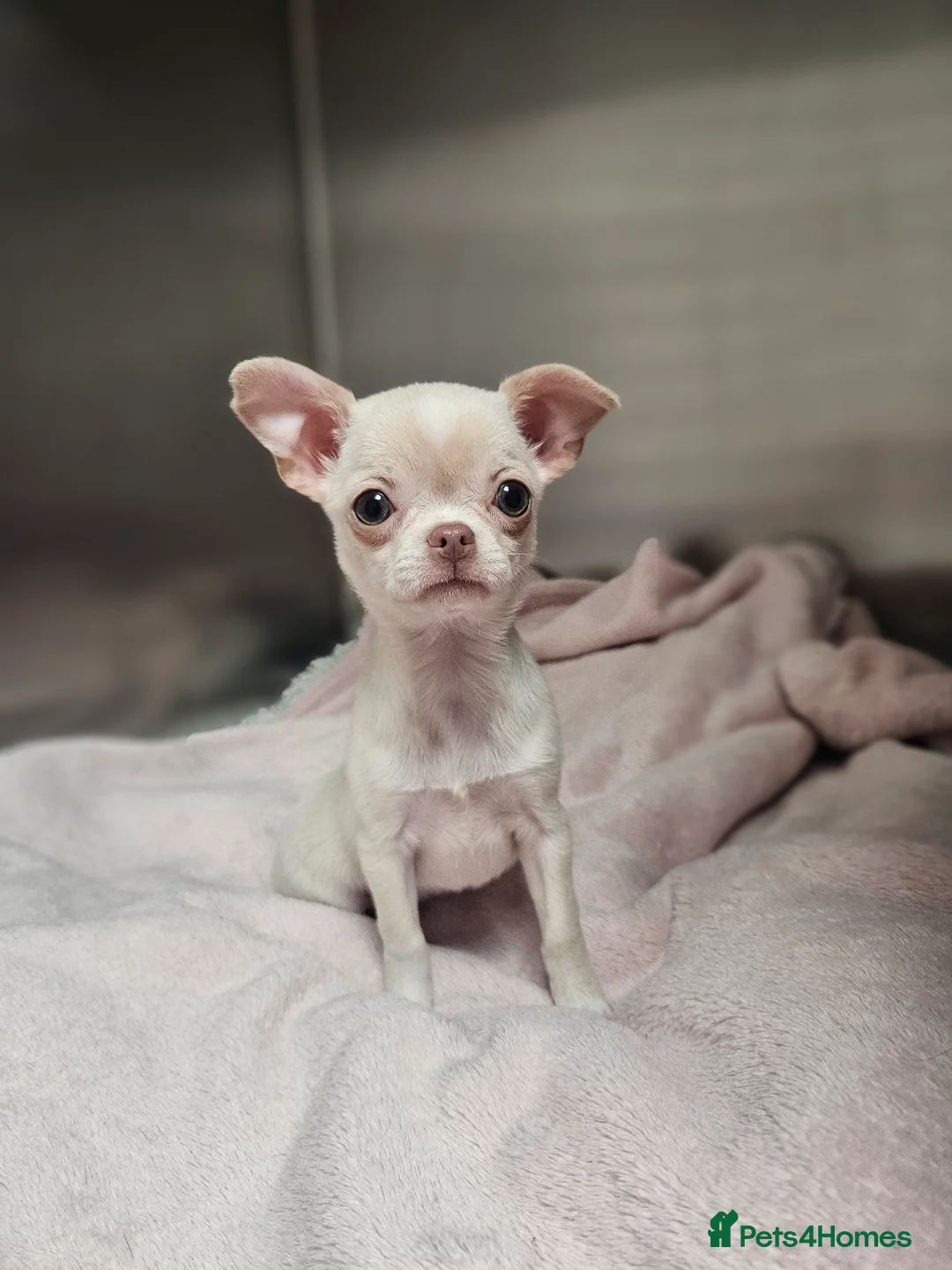 Chihuahua dogs for sale: Special Smoothcoat Chihuahua Girl - Advert 1