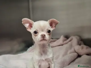 Chihuahua dogs Special Smoothcoat Chihuahua Girl - Advert 1