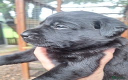 Labrador Retriever dogs for sale: Labrador Pups from Health Tested Parents. - Image 10
