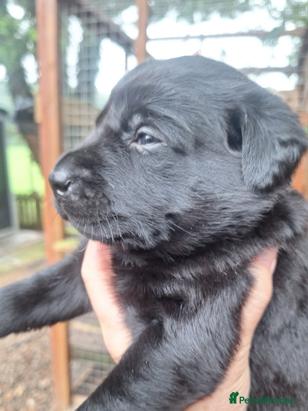 Labrador Retriever dogs for sale: Labrador Pups from Health Tested Parents. - Image 10