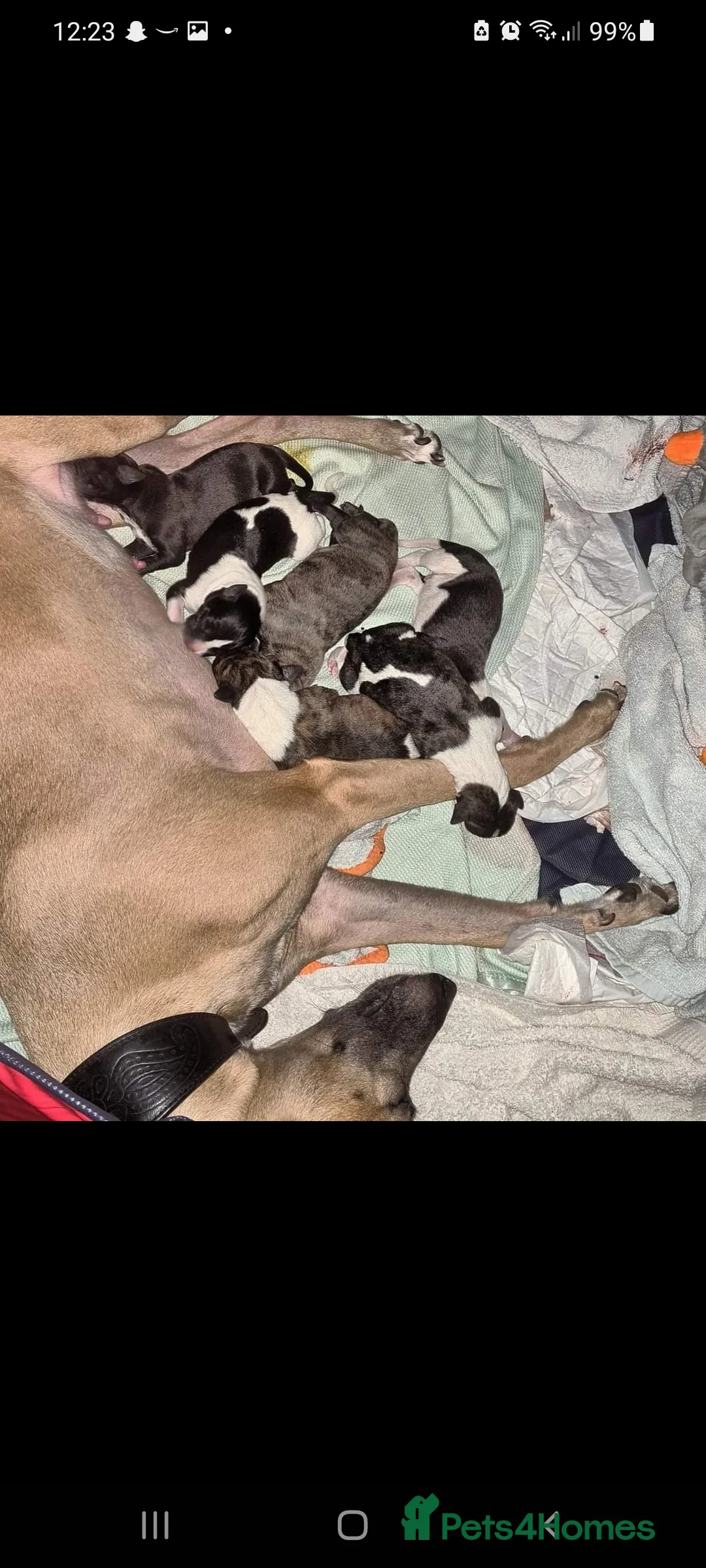 Whippet dogs for stud: 2 KC whippet for stud,both heart tested clear in Bishop Auckland - Advert 11