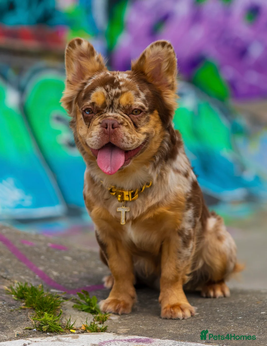 French Bulldog dogs for stud: Visual Fluffy New Shade Rojo Tri Merle 🦁🍫🎨  in Bangor - Advert 12