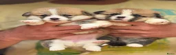 Welsh Corgi Pembroke dogs for sale: Champion Sired Corgi Pembroke puppies available  - Advert 12