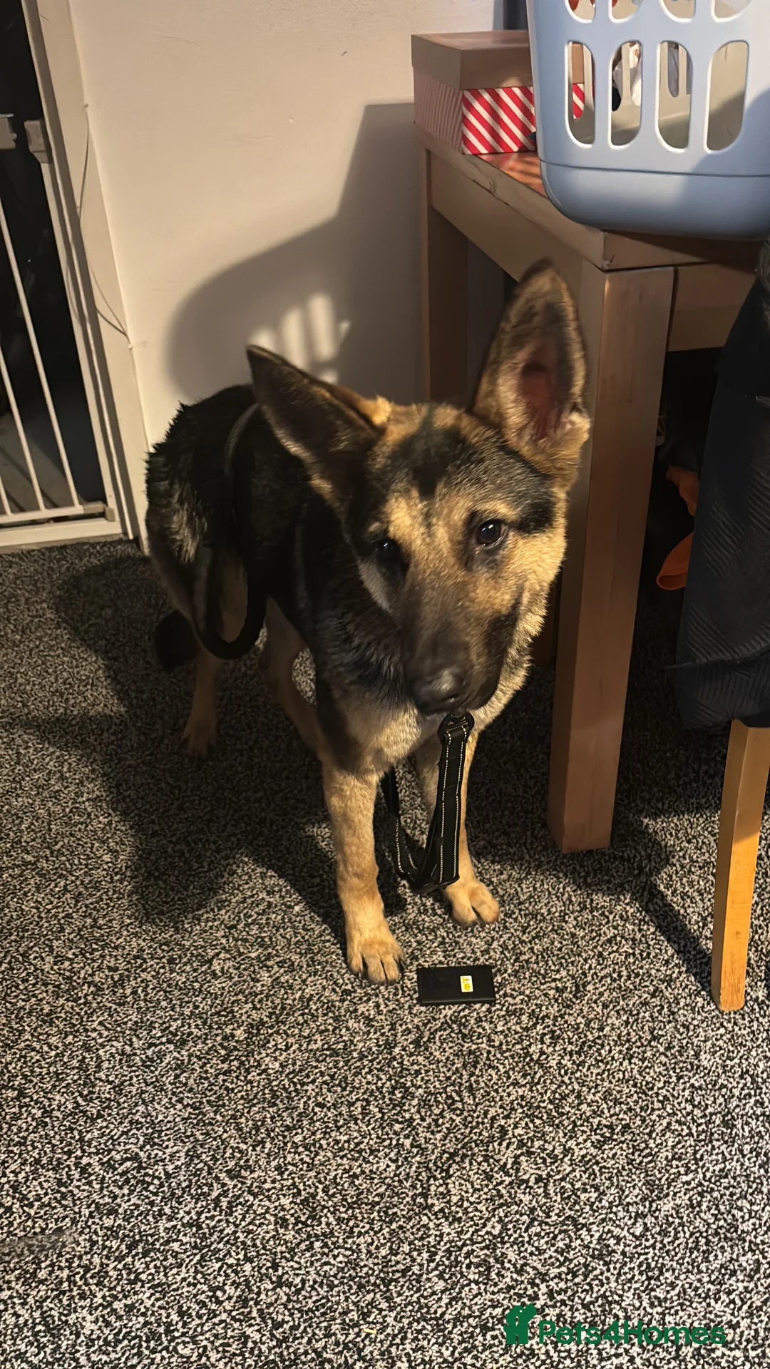 German Shepherd dogs for sale: Bluey needing an understanding home - Advert 3