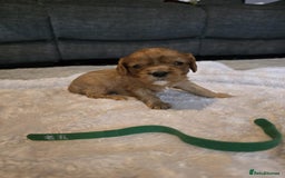 Cavalier King Charles Spaniel dogs for sale: Cavalier king charles pups - Image 3