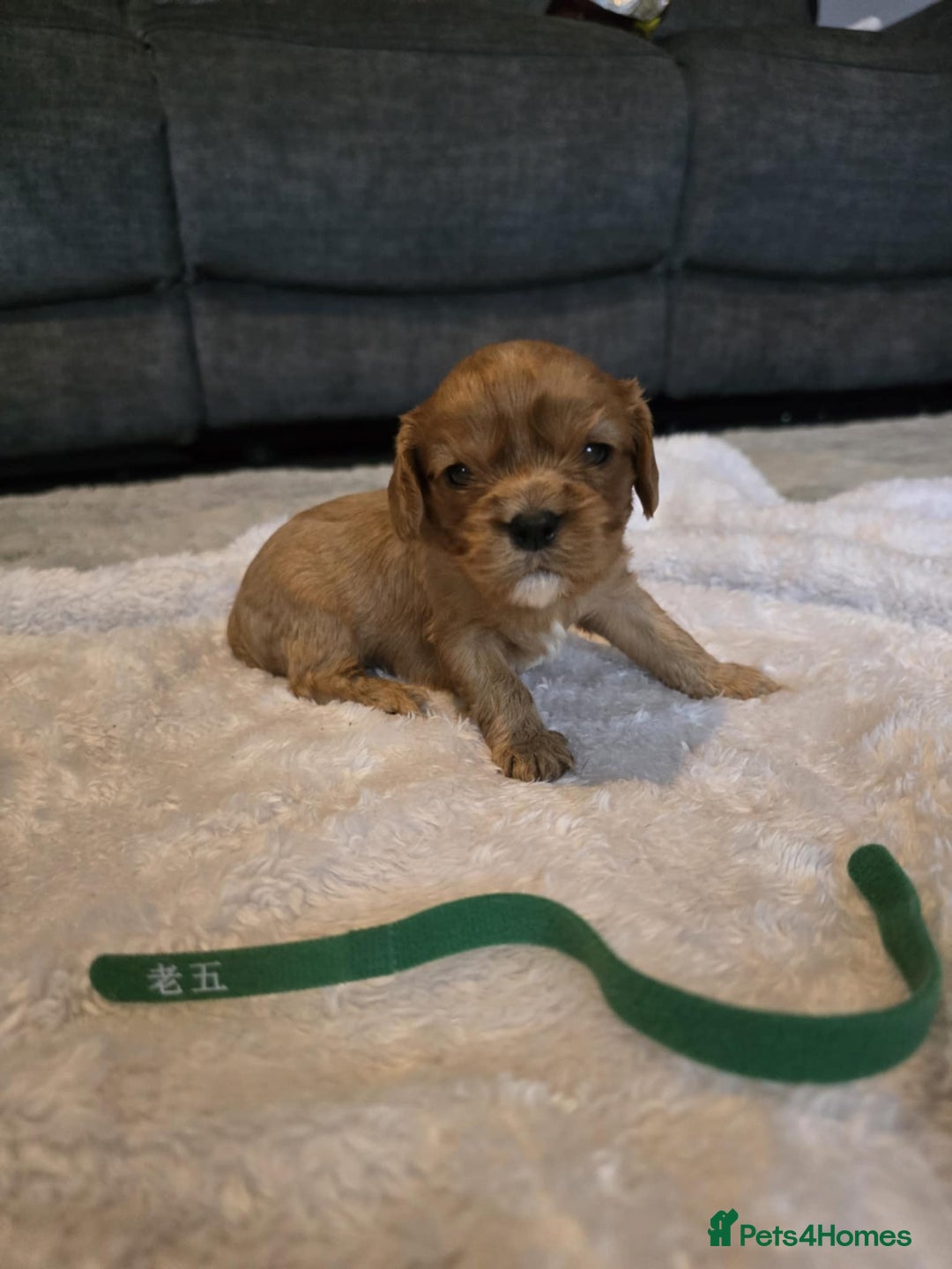 Cavalier King Charles Spaniel dogs for sale: Cavalier king charles pups - Image 3