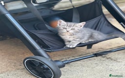 British Shorthair cats for sale: Beautiful British cat  - Image 24