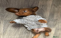 Miniature Dachshund dogs for sale: Stunning minature dachshund puppies - Image 36